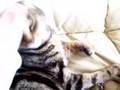 My Cat Tinsley