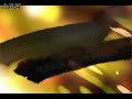 [fancam] HanShuang @ Behind the Story [背后的故事]