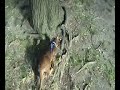 Episode 1. Gun-Hee sees squirrels for the first time. The music is from a compilation Korean pop CD that I bought in NYC