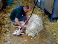 Janice the Goat has her Summer Haircut! Janice the Goat has her Summer Haircut!