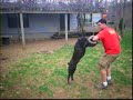 Ohio Cane Corso Italian Mastiff Dogs Playing Large Video Pet