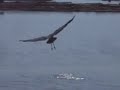 Great Blue Heron takes flight