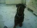 Rottweiler video