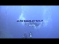 A Manta Adventure diving on the Solmar V
