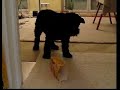 Blacky.wmv Blacky.wmv