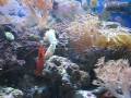 Arrow Crab Taking a Piece of Tiger Shrimp from a Peppermint Shrimp