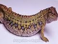 Extinctions Dinosaurs Neanderthal CroMagnon Evolution Metamorphosis Global Warming Doomsday The Serpent Galaxy Returns