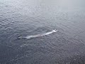 Lancet Fish 3