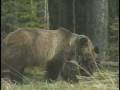 videos de 06. Mary & Her Cubs