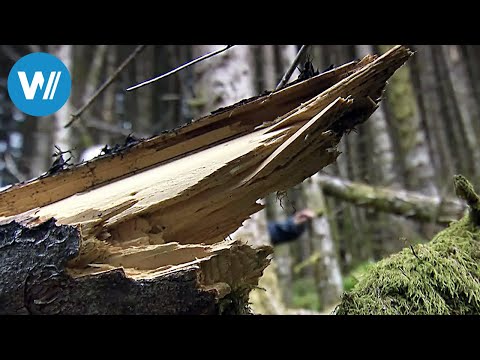 Norwegen: Försterinnen auf dem Vormarsch (360° - GE ...