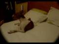 Basenji video