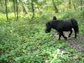 Grote grazers in de duinen