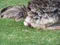 Ostrich lays an egg!