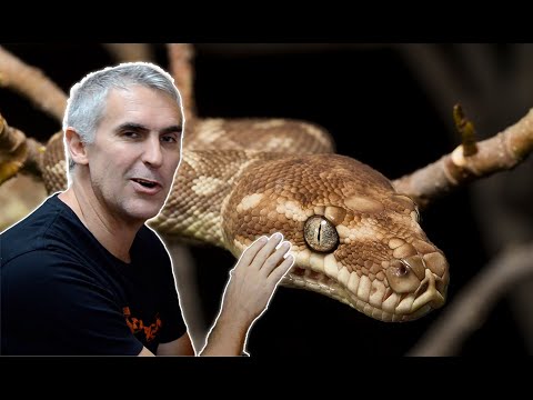 YouTube reptile video
