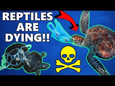 YouTube reptile video