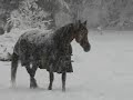 Snow comes to our little farm 2006