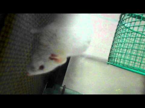 User submitted video
