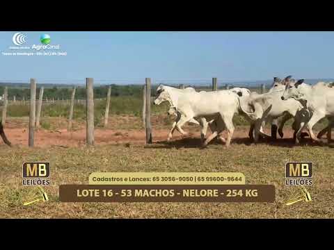 556� LEIL�O VIRTUAL MB LEIL�ES