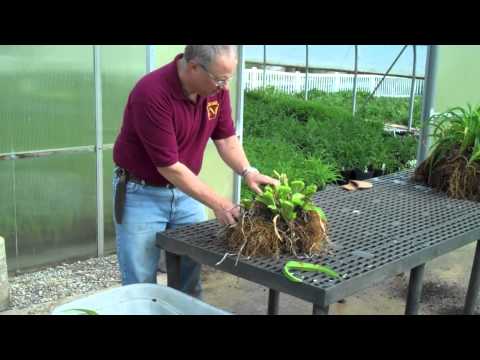 how to transplant daylilies