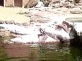 AT A ZOO IN Nurnberg, Germany 2