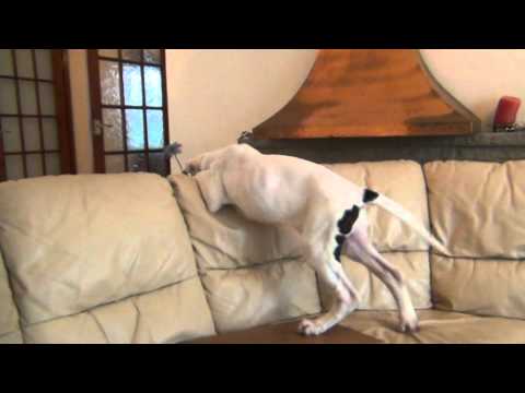bully kutta