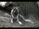 APDEP -- \"Sphinx Rest Sprawled\"