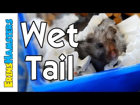 how to cure wet tail