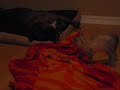 Dog and kitten fight.wmv