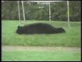 falling bear