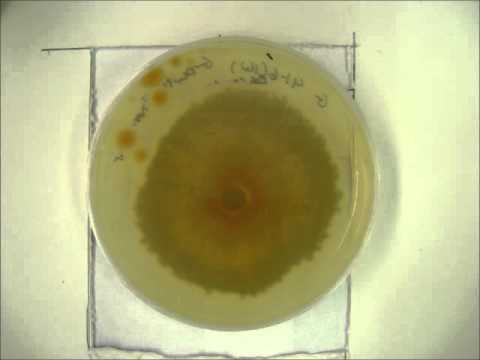 how to isolate endophytic fungi