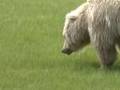 Brown-Bears-Eating-K