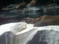 Walrus Takes Dump at Six Flags Discovery Kingdom