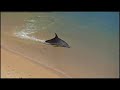 Dolphins hydroplaning as seen on BBC's Planet Earth.Things to think about:How have the dolphins adapted to their coastal environment?What features of the dolphins have enabled them to survive, and how are they developing further?What are the needs of the dolphins?Respond in a comment or use a video response instead.All videos on this profile are legal and were obtained with owner's permission.
