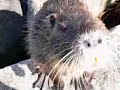 Coypu 3