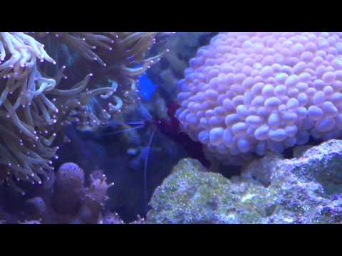 100 Gallon Mixed Reef.wmv
