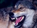 Proyecto Lobo Ibérico Proyecto Lobo Ibérico