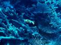 videos de Nage d'un ver plat.wmv