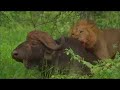 Lion wrestles buffalo