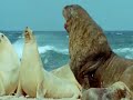 Sea Lions