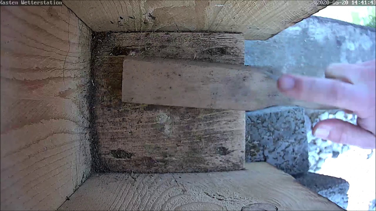 Räumung des Kohlmeisen-Nistkastens nach Ausflug der Küken 21.05.2020