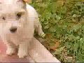 los redonditos y mi perro dinamita los redonditos y mi perro dinamita