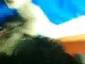 los redonditos y mi perro dinamita