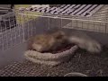 guinea pigs do popcornings