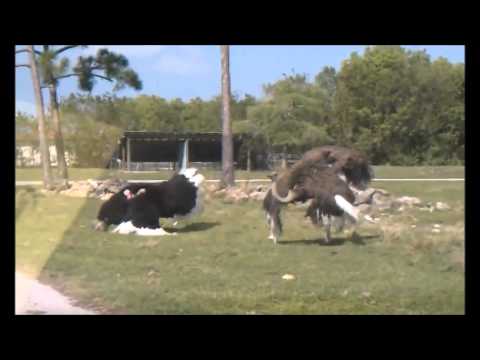 how to ostrich dance vine