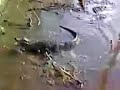 Crocodilo =P Crocodilo =P