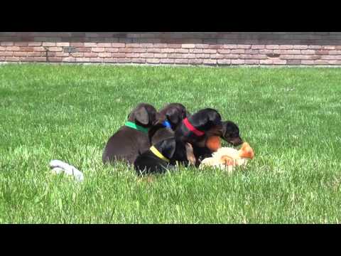 Doberman Pinser