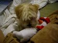 My five month old morki is playing with his favorite toy, he maka so much noise with it the he always wakw me up in the morning playing with it a 7:nn Am is my waking alarm!!!