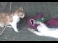 mi gato..pelano..con su gata..celosa! mi gato..pelano..con su gata..celosa!