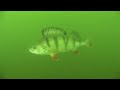 wraysbury perch and pike