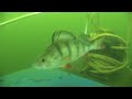 Wraysbury Perch and Pike